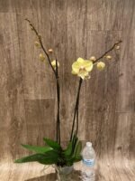 Double Spikes Phalaenopsis Alice Big Lip (4.5" pot) - Image 6