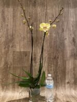 Double Spikes Phalaenopsis Alice Big Lip (4.5" pot) - Image 5