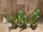 In Sheath Blc. Mahina Yahiro 'Julie' (3.5 pot) - Image 3