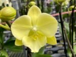 Double Spikes Phalaenopsis Fangmei Golden Topaz (4.5" pot) - Image 3