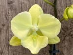 Double Spikes Phalaenopsis Fangmei Golden Topaz (4.5" pot) - Image 4