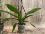 Double Spikes Phalaenopsis Fangmei Golden Topaz (4.5" pot) - Image 10