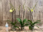 Double Spikes Phalaenopsis Fangmei Golden Topaz (4.5" pot) - Image 6