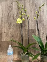 Double Spikes Phalaenopsis Fangmei Golden Topaz (4.5" pot) - Image 7