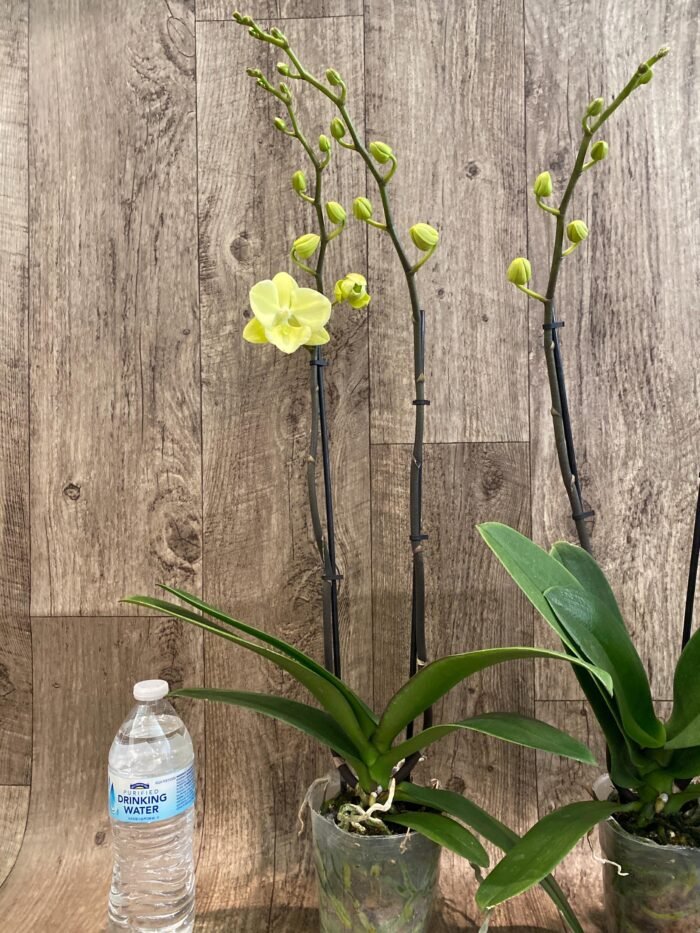 Double Spikes Phalaenopsis Fangmei Golden Topaz (4.5" pot) - Image 7