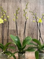 Double Spikes Phalaenopsis Fangmei Golden Topaz (4.5" pot) - Image 8
