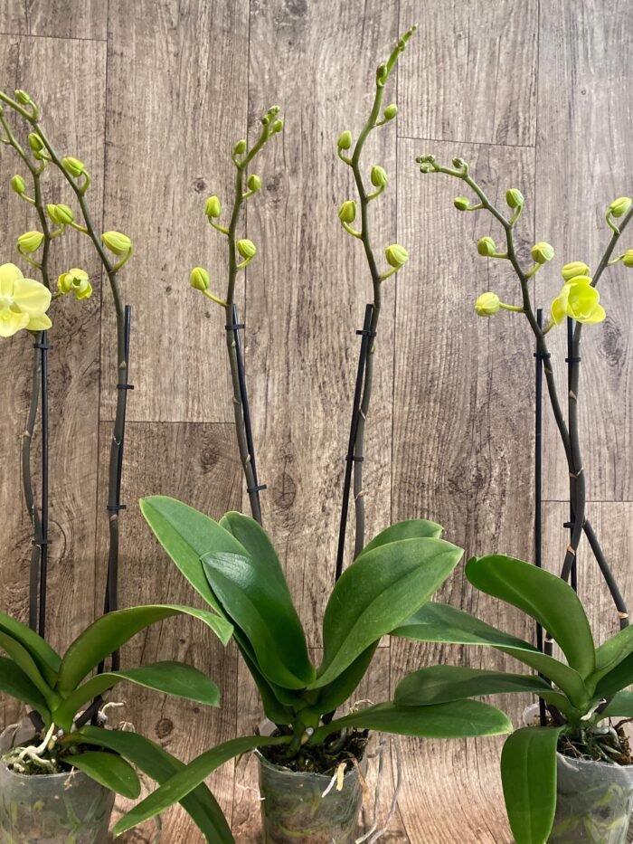 Double Spikes Phalaenopsis Fangmei Golden Topaz (4.5" pot) - Image 8