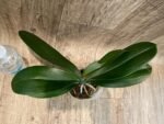 Phalaenopsis Lioulin Smart Lip (4.5" pot) - Image 7
