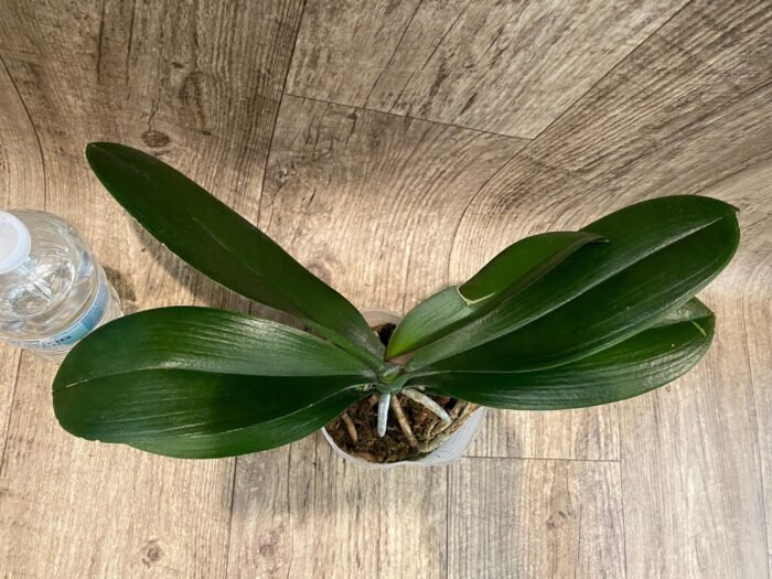 Phalaenopsis Lioulin Smart Lip (4.5" pot) - Image 7