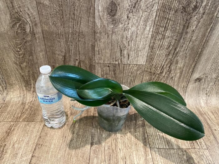 Phalaenopsis Lioulin Smart Lip (4.5" pot) - Image 5