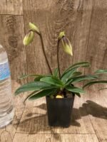 Double Spikes Paphiopedilum Wössner Helene (charlesworthli x helenae) (2” pot) - Image 3