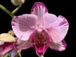 Phalaenopsis I-Hsin Charming Cherry ‘Splash’