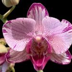 Phalaenopsis I-Hsin Charming Cherry ‘Splash’