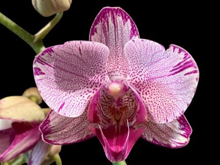 Phalaenopsis I-Hsin Charming Cherry ‘Splash’