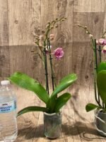 Double Spikes Phalaenopsis I-Hsin Charming Cherry ‘Splash’ (3.5” Pot) - Image 7