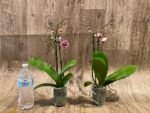 Double Spikes Phalaenopsis I-Hsin Charming Cherry ‘Splash’ (3.5” Pot) - Image 4