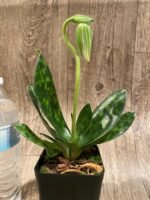 In Spike Paphiopedilum Hilo Green 'Heavy Weight' × Paph. Midori World 'Dark Green' (3.5” pot) - Image 2