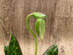 In Spike Paphiopedilum Hilo Green 'Heavy Weight' × Paph. Midori World 'Dark Green' (3.5” pot)