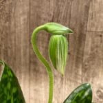 In Spike Paphiopedilum Hilo Green 'Heavy Weight' × Paph. Midori World 'Dark Green' (3.5” pot)