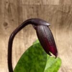 In Spike Paphiopedilum (Hsinying Web x Voodoo Kitty) 'Black Whiskers' x Paph. Mem. Serafin Perez '2020’ (3.5” pot)