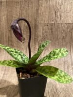 In Spike Paph. Mem. Gerhard Conrad 'Mars' × Paph. Viny World 'Midnight Magic' (3.5” pot) - Image 3