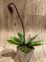 In Spike Paph. Hilo Rainbow '#3' × Paph. Chou-Yi Rubyweb 'Heavy Petals' (3.5” pot) - Image 4