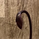 In Spike Paph. Chou-Yi Rubyweb 'Heavy Petals' × Paph. Hilo Pulsar 'Double Diamond' (3.5” pot)