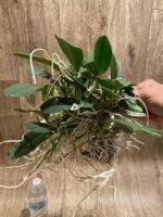 Huge Overgrown plants Fragrant - Dendrobium jenkinsii × aggregatum - Image 3
