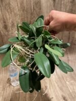 Huge Overgrown plants Fragrant - Dendrobium jenkinsii × aggregatum - Image 2