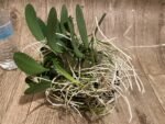 Huge Overgrown plants Fragrant - Dendrobium jenkinsii × aggregatum - Image 4