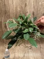 Huge Overgrown plants Fragrant - Dendrobium jenkinsii × aggregatum - Image 7