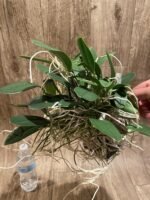 Huge Overgrown plants Fragrant - Dendrobium jenkinsii × aggregatum - Image 8