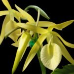 Brassanthe Bill Worsley (aurantiaca x nodosa) (3.5” pot)