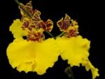 Oncidium Jiuhbao Gold (3.5” Pot) - Image 2