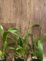 In Spike - Oncidium Jiuhbao Gold (3.5” Pot) - Image 6