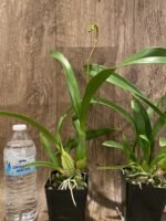 In Spike - Oncidium Jiuhbao Gold (3.5” Pot) - Image 5