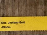 Oncidium Jiuhbao Gold (3.5” Pot) - Image 6