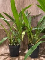 In Spikes Galeopetalum Starburst 'Parkside' AM/AOS (3.5" pot) - Image 4
