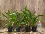 In Spikes Galeopetalum Starburst 'Parkside' AM/AOS (3.5" pot) - Image 2