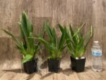 Triple Spikes Vuylstekeara Carnival 'Rio' (3.5” Pot) - Image 2