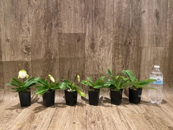 In Spike Paphiopedilum QF Cherokee Mountaineer × charlesworthii fma. alba Multi-Growths (2” pot) - Image 6