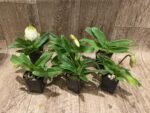 In Spike Paphiopedilum QF Cherokee Mountaineer × charlesworthii fma. alba Multi-Growths (2” pot) - Image 3