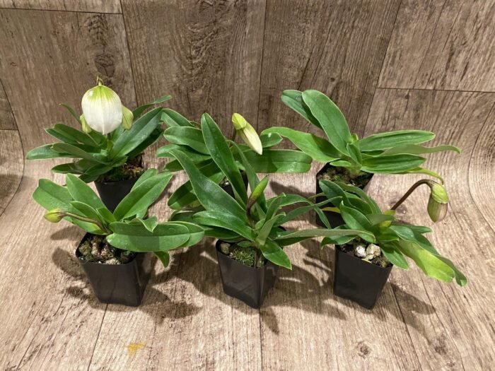 In Spike Paphiopedilum QF Cherokee Mountaineer × charlesworthii fma. alba Multi-Growths (2” pot) - Image 3
