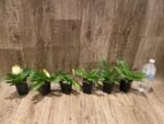 In Spike Paphiopedilum QF Cherokee Mountaineer × charlesworthii fma. alba Multi-Growths (2” pot) - Image 7