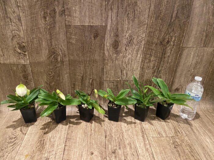 In Spike Paphiopedilum QF Cherokee Mountaineer × charlesworthii fma. alba Multi-Growths (2” pot) - Image 7