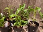 Dendrobium Burana Green 'variegata' (3.5” pot) - Image 7