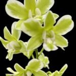 Dendrobium Burana Green 'variegata' (3.5” pot)