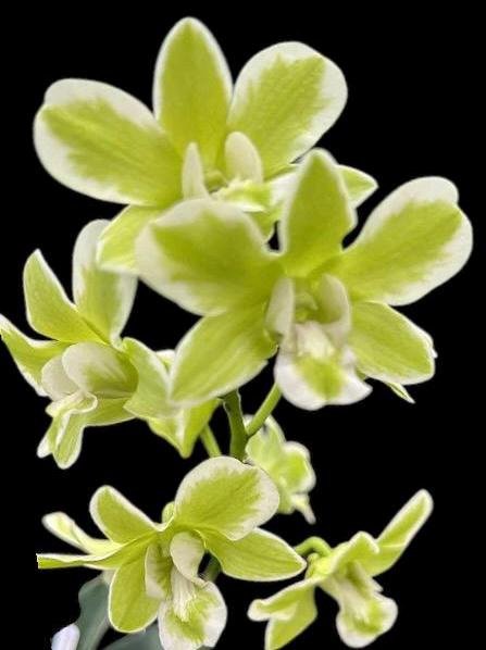 il_fullxfull.7296395857_n30w.jpg Dendrobium Burana Green 'variegata' (3.5” pot) - Image 1