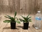 Paphiopedilum venustum album Blooming Size (2” pot) - Image 5