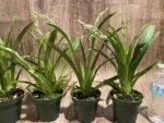 Double Spikes Miltoniopsis Edie Brown (3.5" Pot) - Image 4